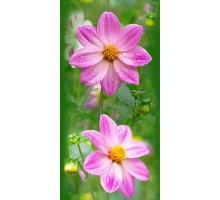 Космея Панель ПВХ