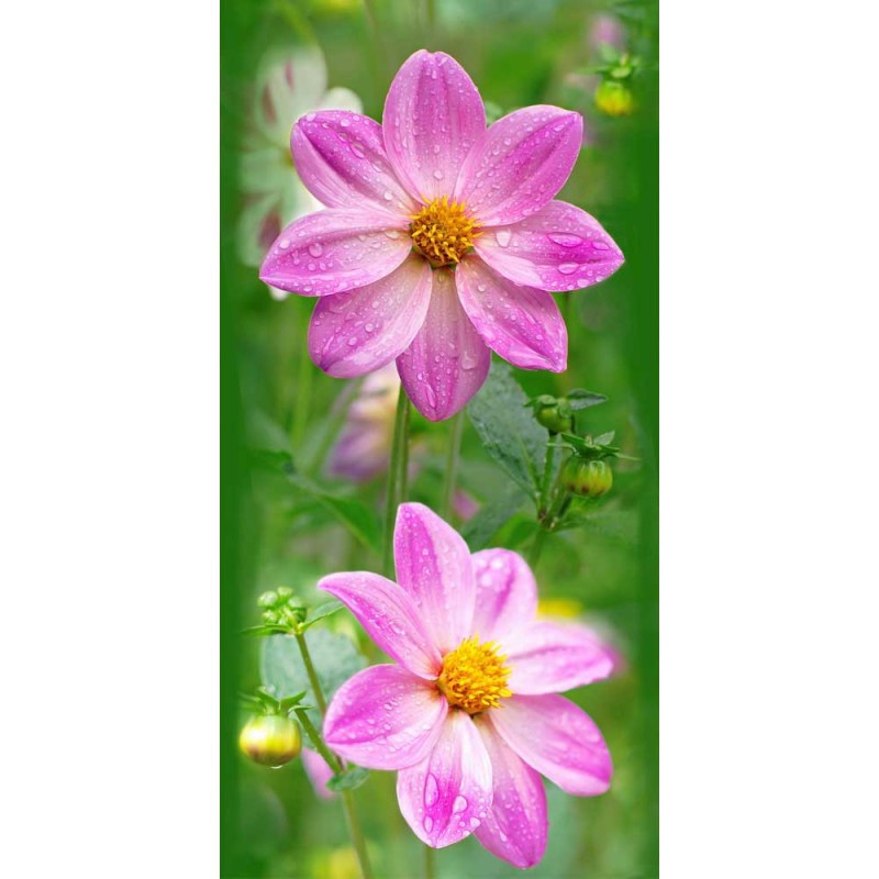 Космея Панель ПВХ в Казани